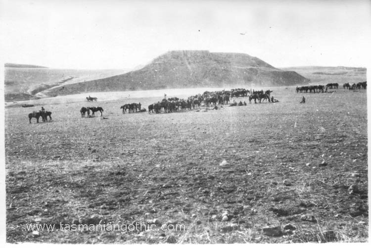 horses camped on plains before a tel